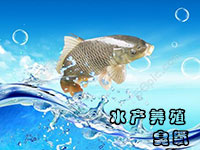 臭氧發(fā)生器在水產(chǎn)養(yǎng)殖中的應(yīng)用